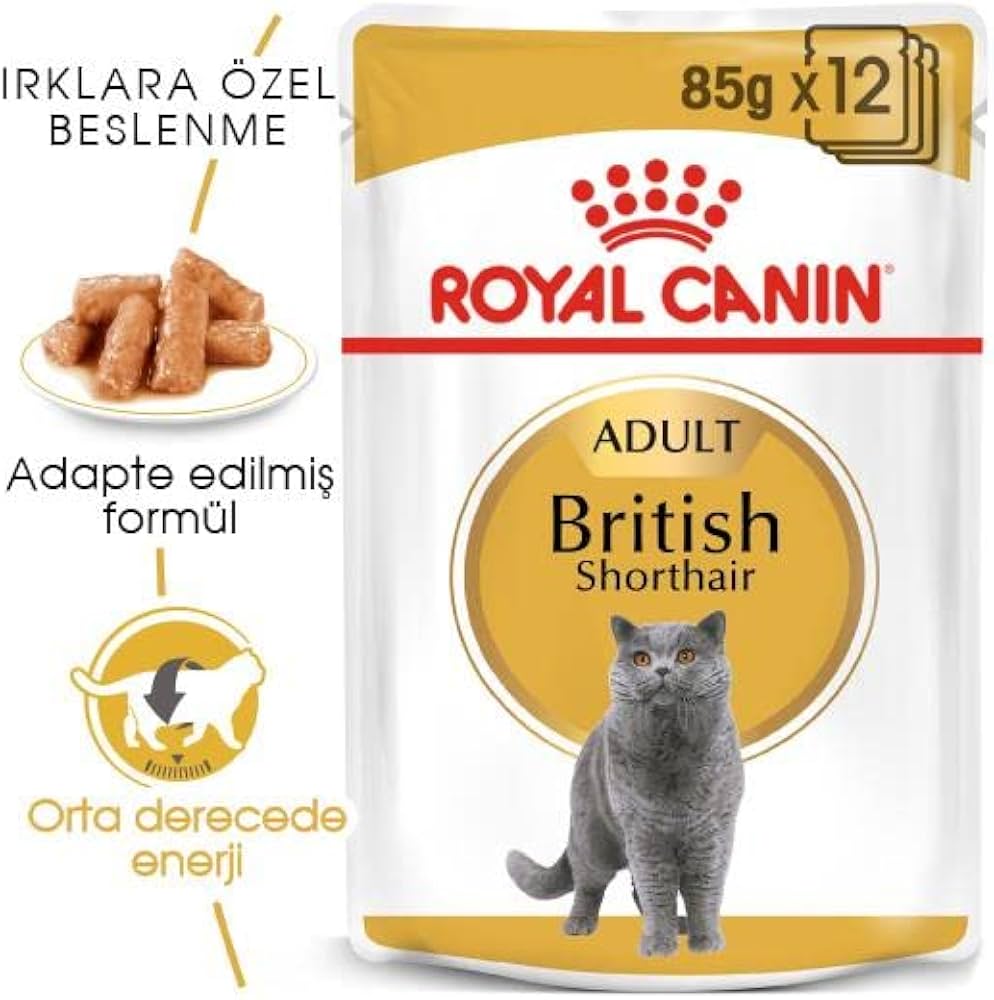British shorthair 85gr 12/1