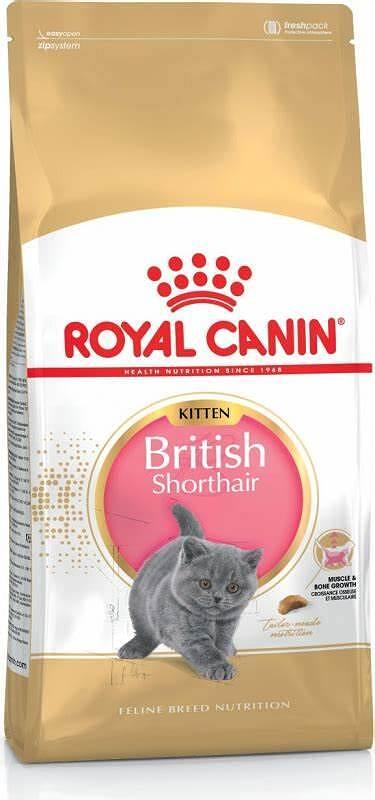 British ShortHair kitten 0,4kg