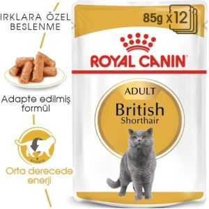 British shorthair 85gr 12/1